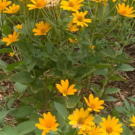 Várlak Appartement *